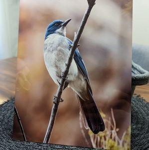 Mexican Jay 8x10 Metal Print